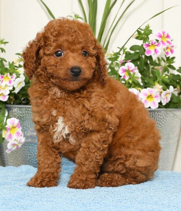 Rhett - Image 7