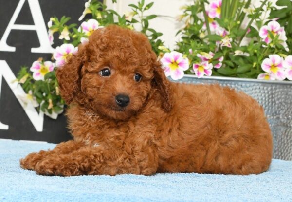 Rhett - Image 6