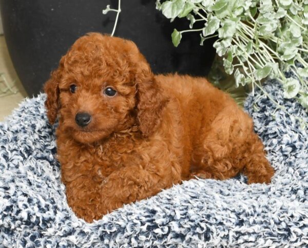 Rhett - Image 5