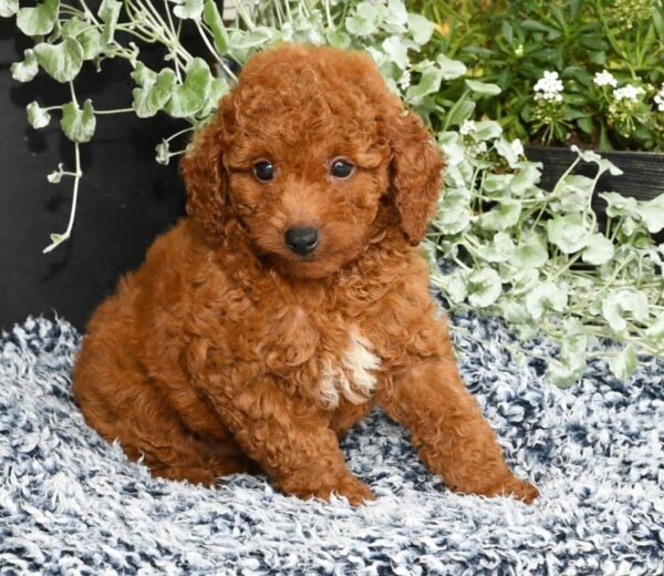 Rhett - Image 4