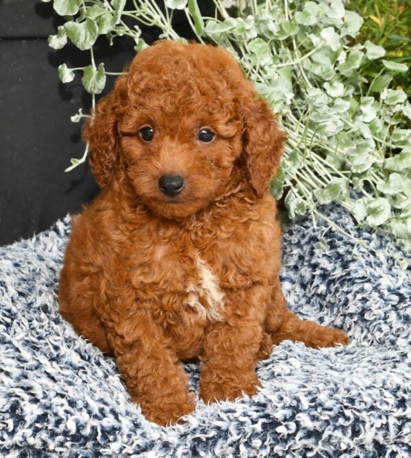 Rhett - Image 3