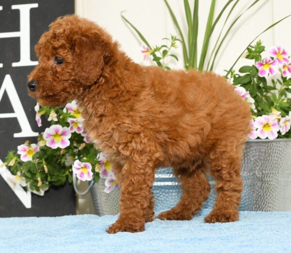 Romeo - Image 9