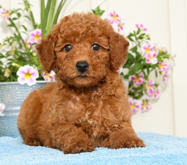 Romeo