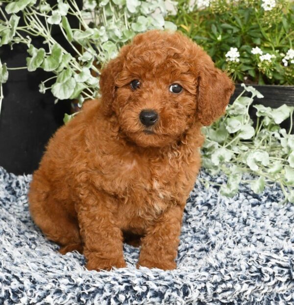 Romeo - Image 4
