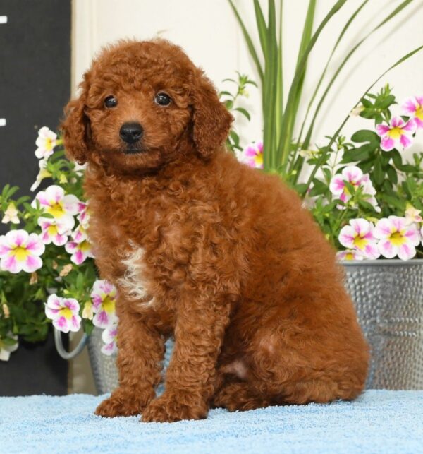 Roscoe - Image 2