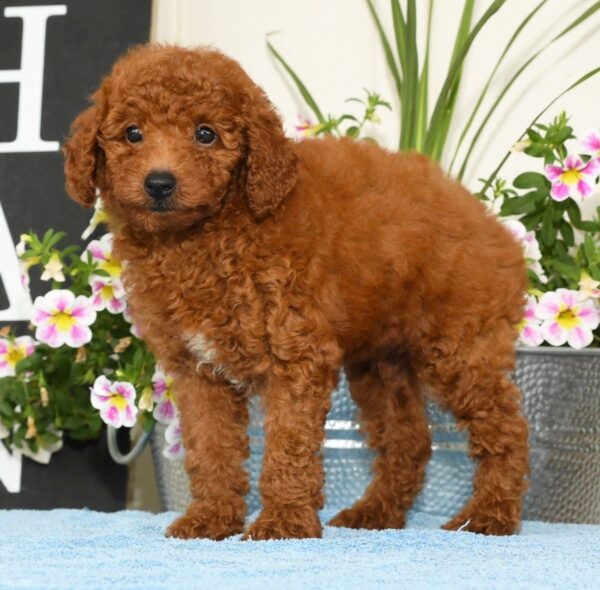 Roscoe - Image 7