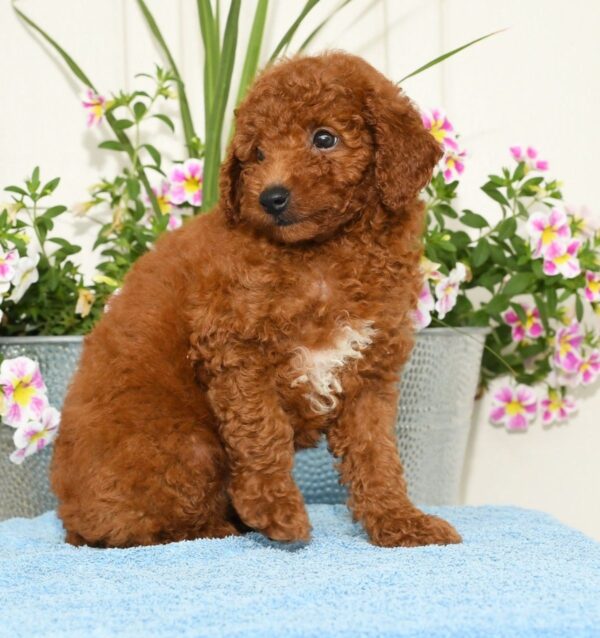 Roscoe - Image 4