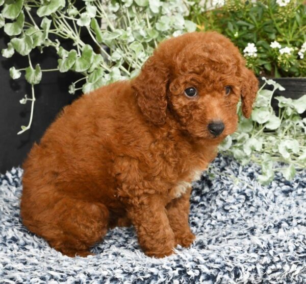 Roscoe - Image 3