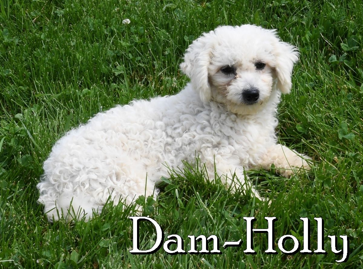 zz-dam-bichon-holly