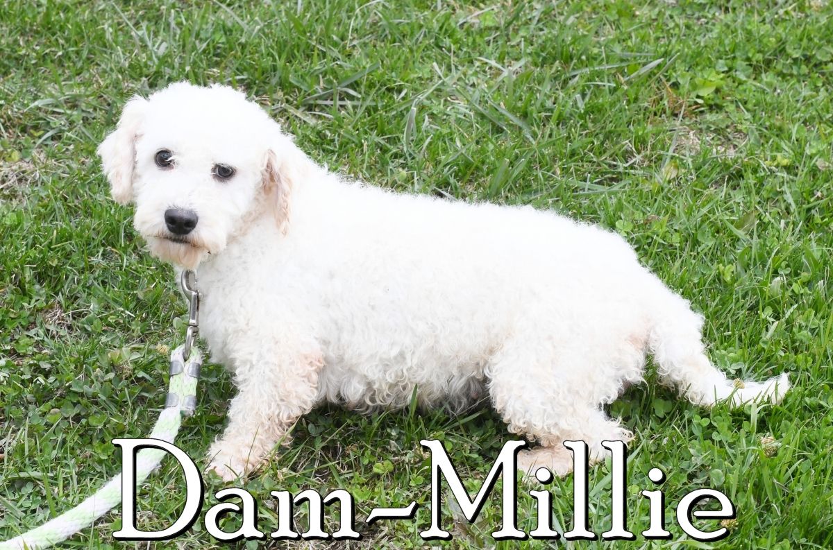 zz-dam-bichon-millie-18-notest-or-reg