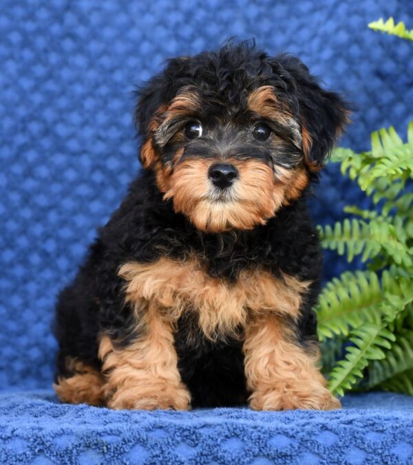 Lacey