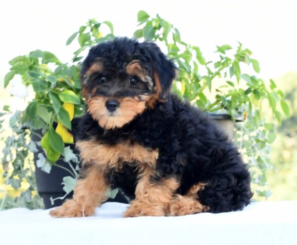 Lacey - Image 8