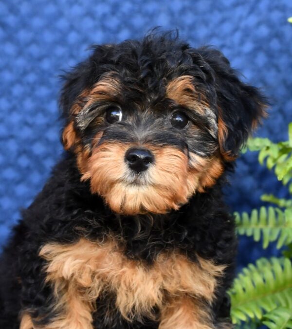 Lacey - Image 9