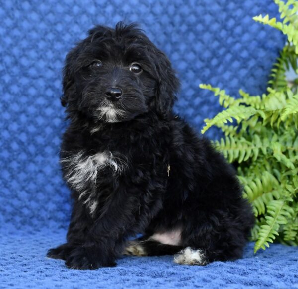 Larry - Image 5
