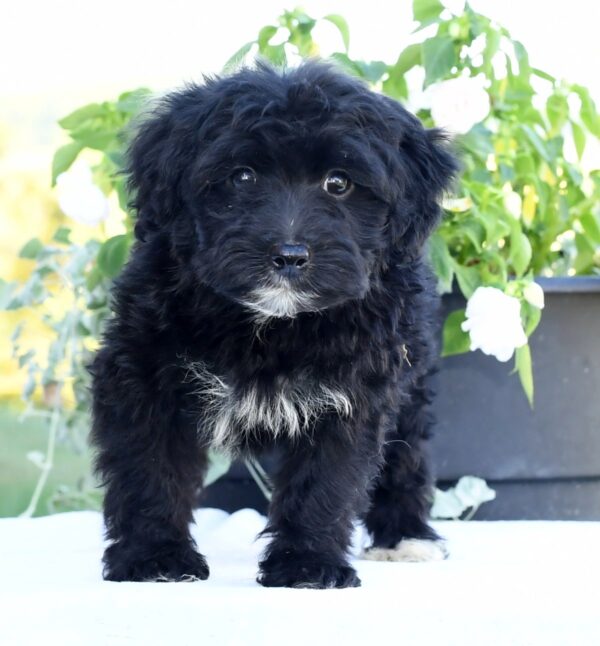 Larry - Image 6