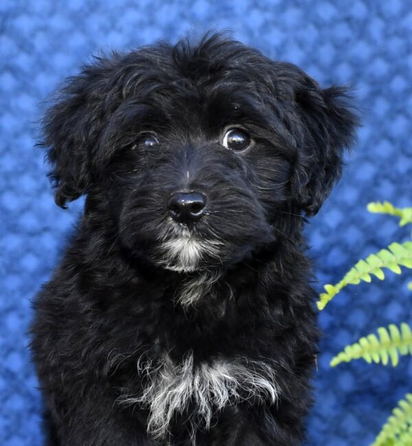 Larry - Image 9