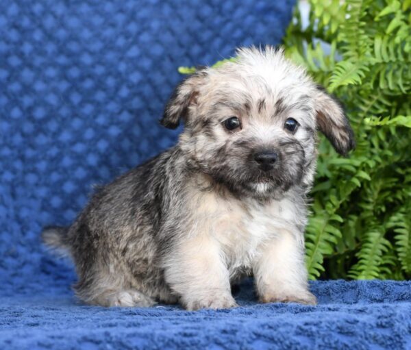 Nellie - Image 2