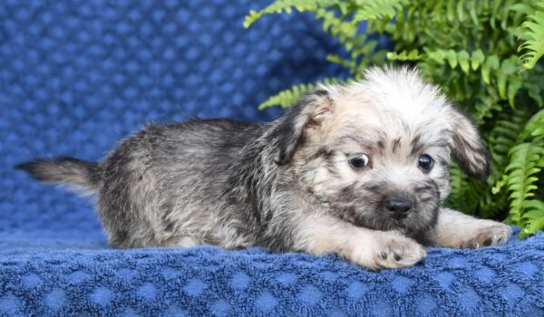 Nellie - Image 4