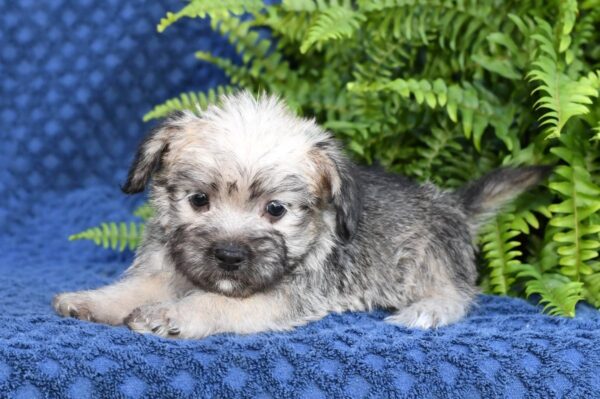 Nellie - Image 5