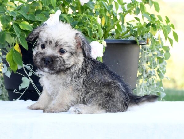 Nellie - Image 6
