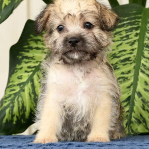 Nellie