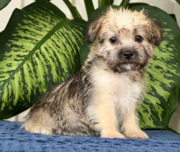 Nellie - Image 10