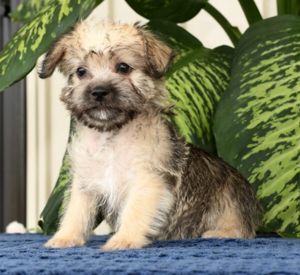 Nellie - Image 11