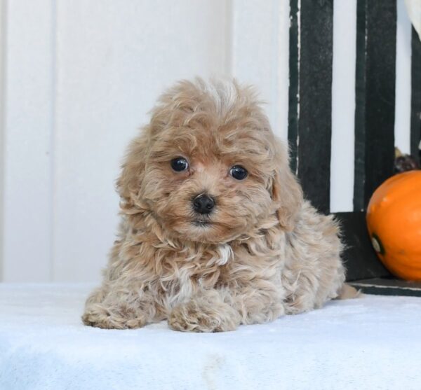 Quinn - Image 9