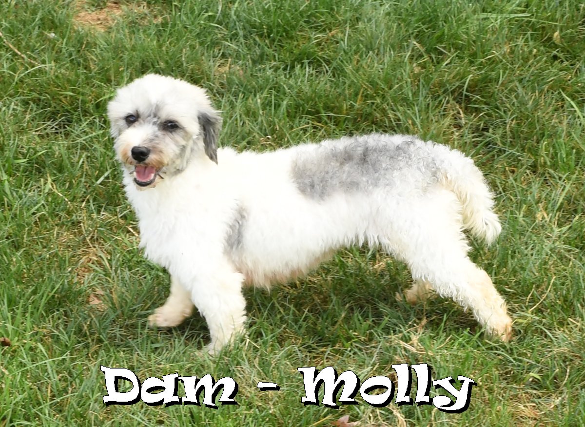 ZZ-Dam-Molly Havanese