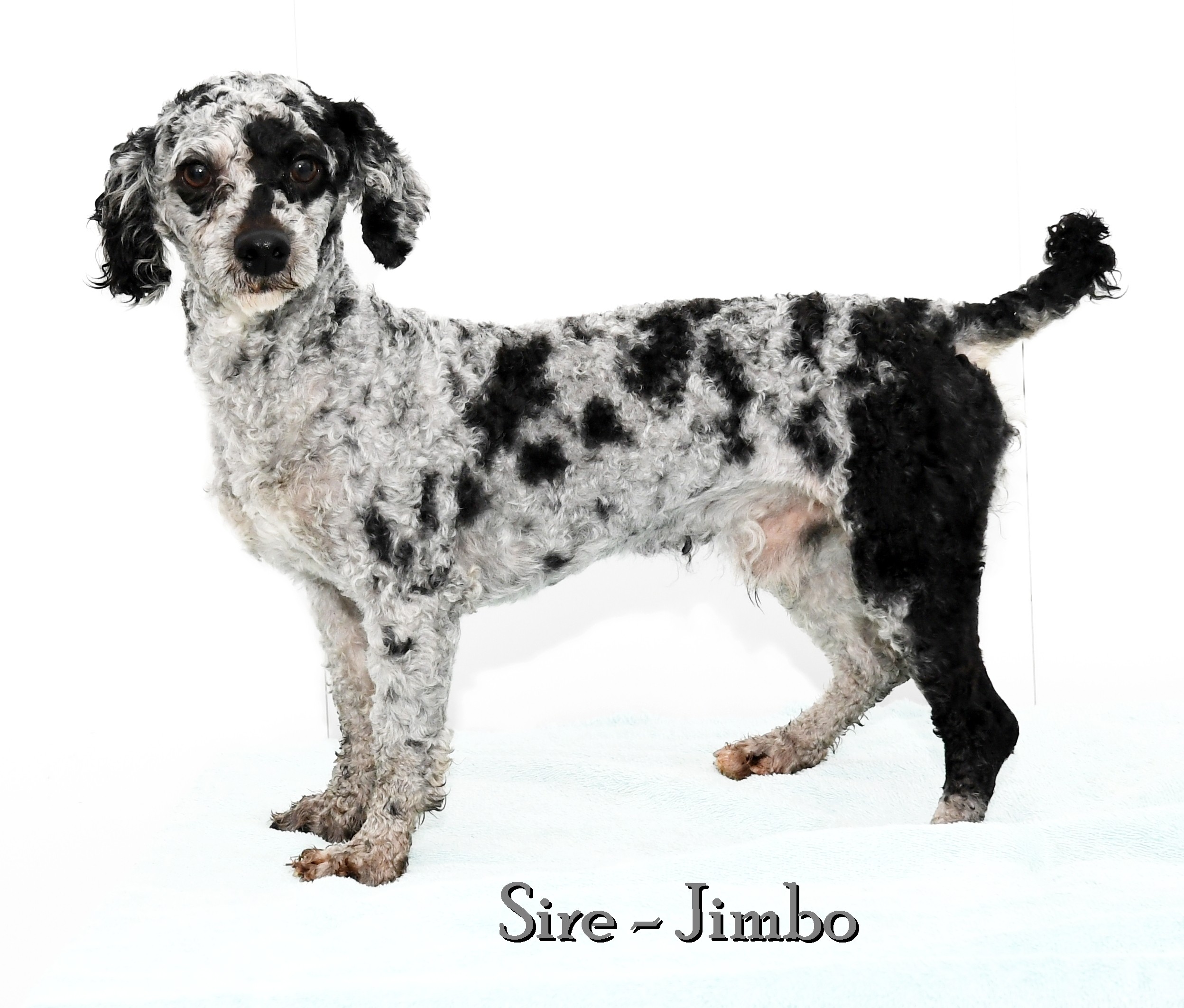 ZZ-Sire-jimbo - Mini Poodle-AKC-12#-no test