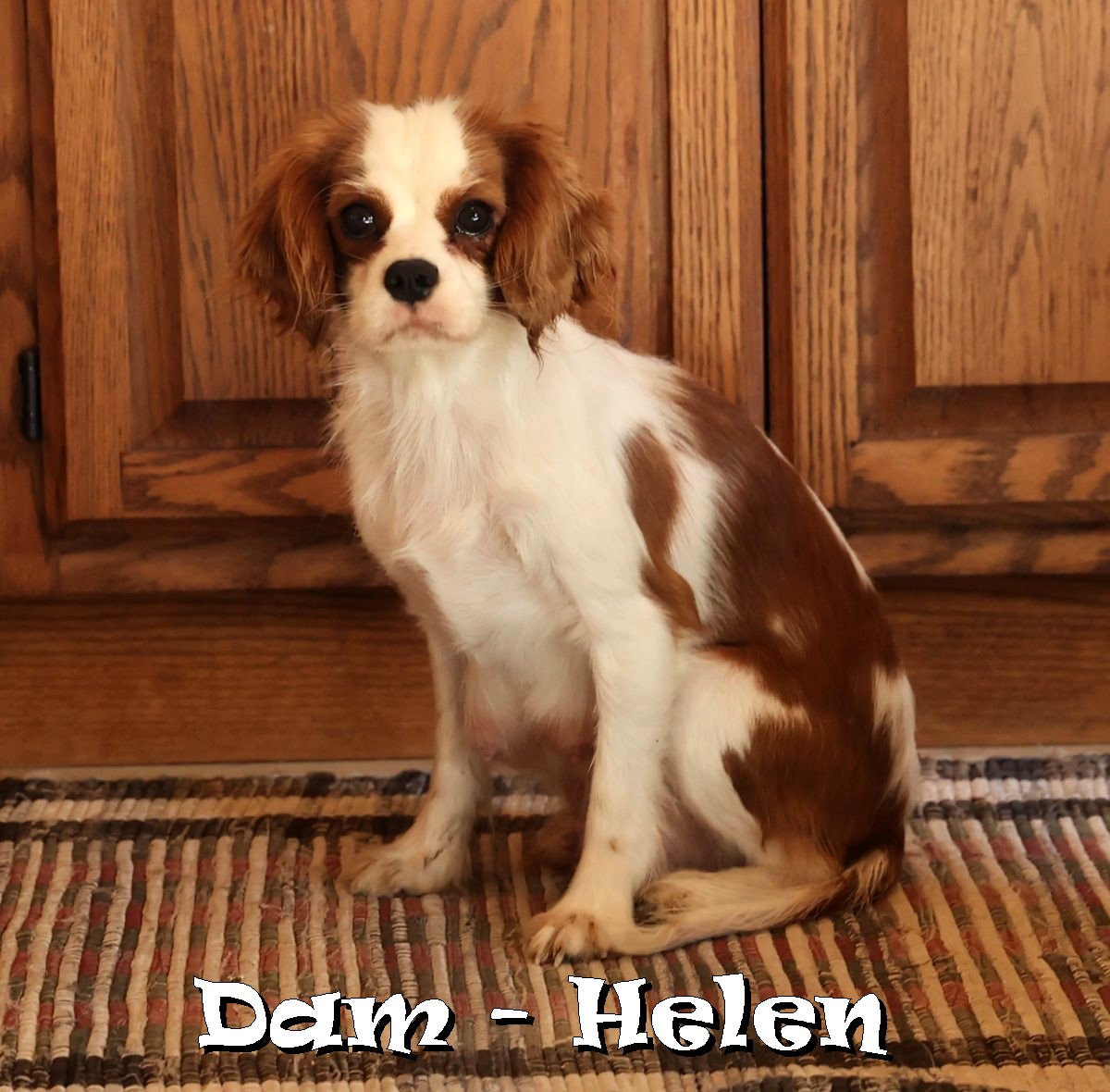 ZZ-Dam-Helen