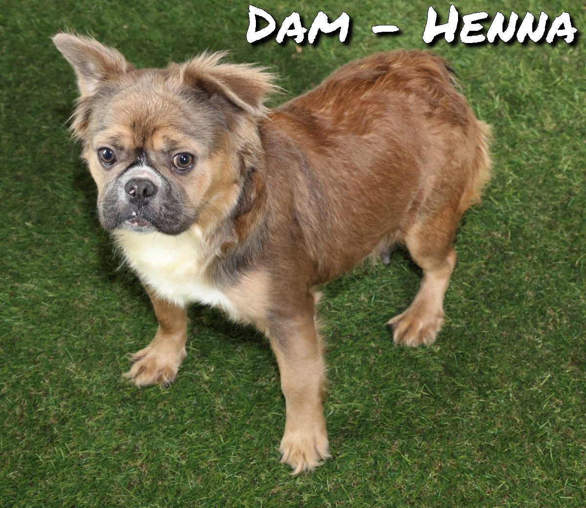 ZZ-Dam-Henna-Frenchie