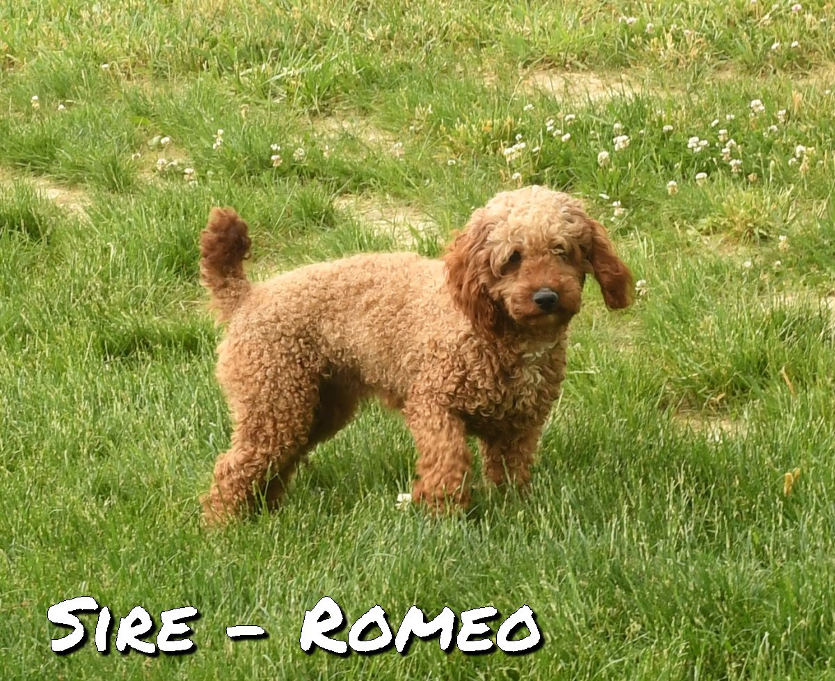 ZZ-Sire-Romeo-MiniPoodle 12lb-AKC-no test