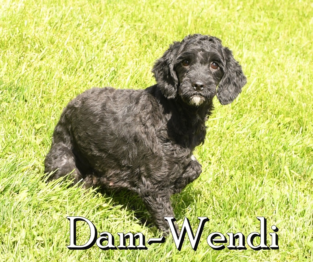 ZZ-Dam-Cavapoo-Wendi