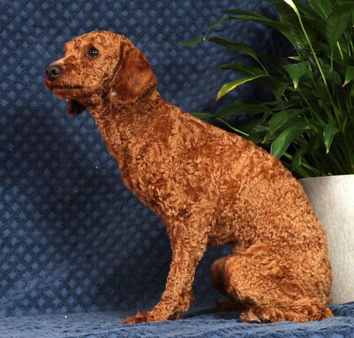 ZZ-Sire-Marcus-MiniPoodle