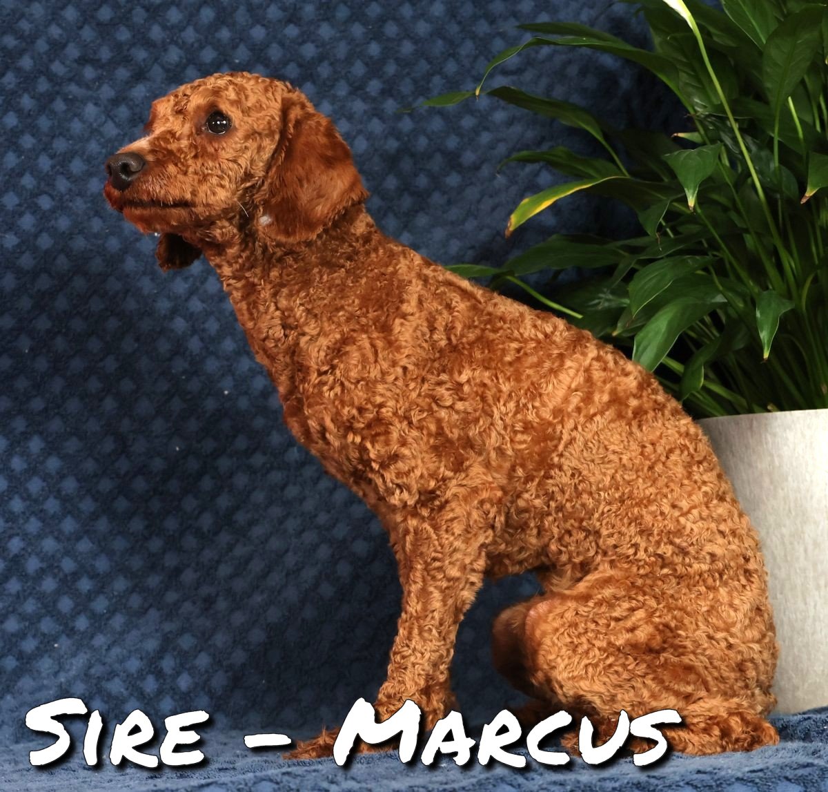 ZZ-Sire-Marcus-MiniPoodle