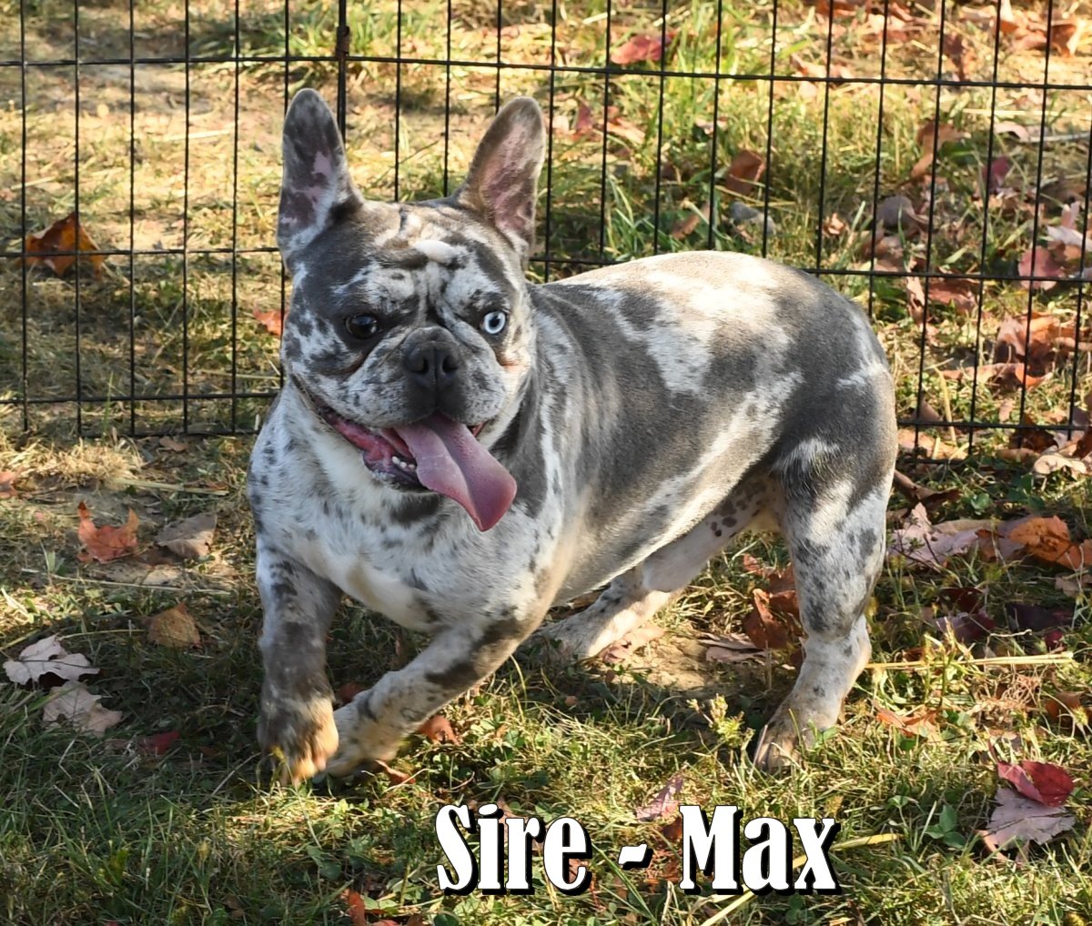 ZZ-Sire-Max-Frenchie