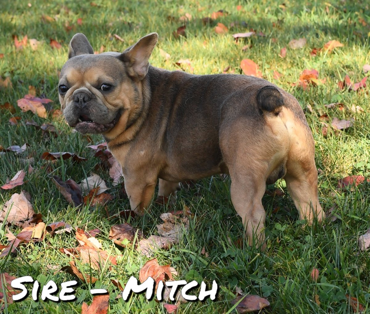 ZZ-Sire-Mitch-Frenchie