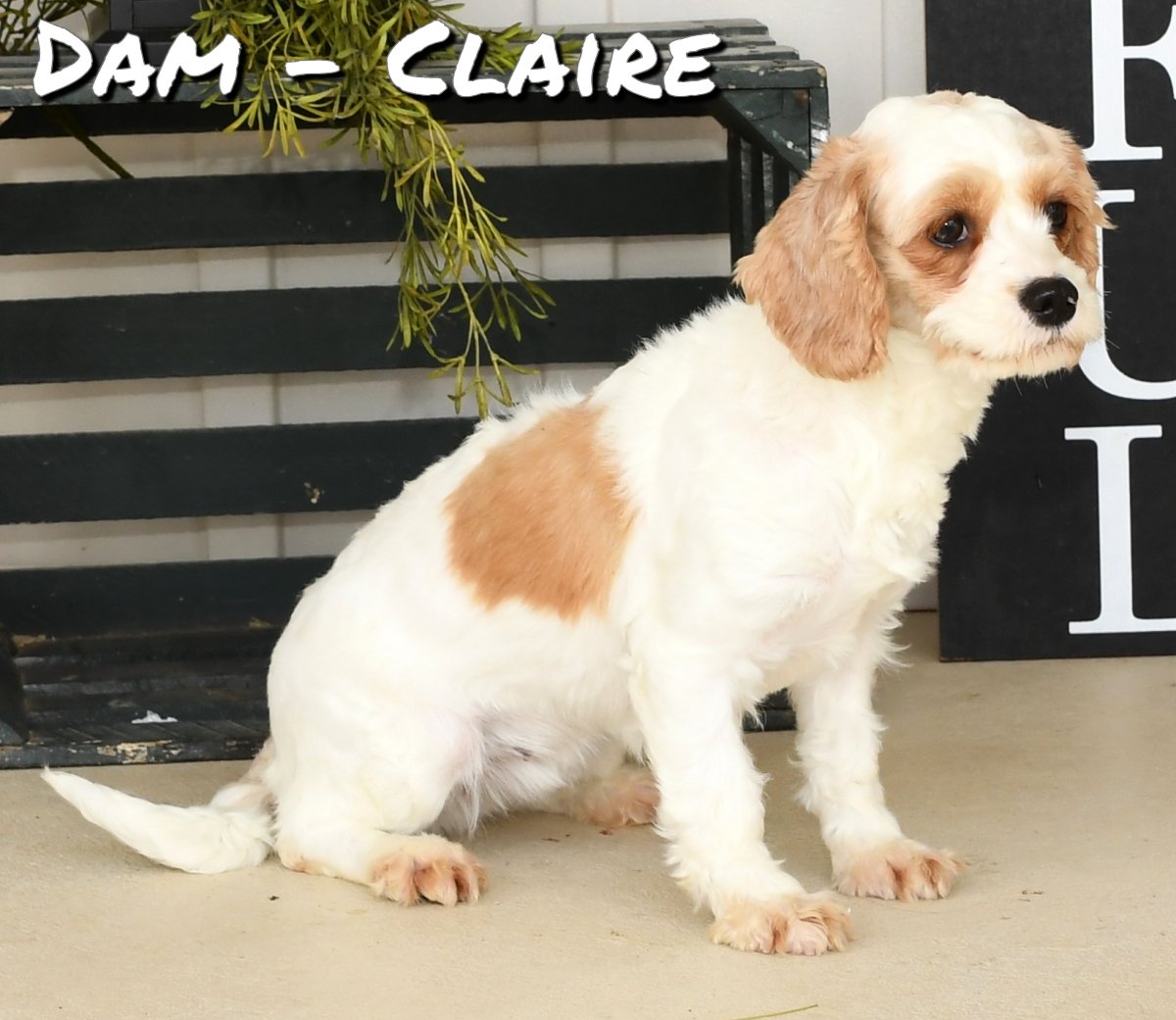 ZZdam-Claire-cavapoo