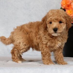 Gander