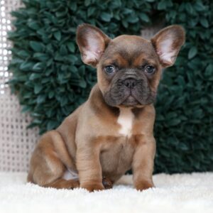 Hank