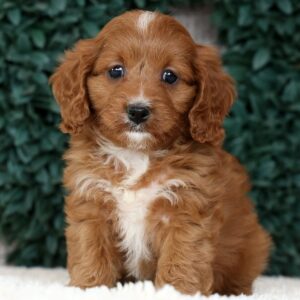 Mindy