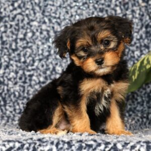 Odie