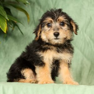 Peanut