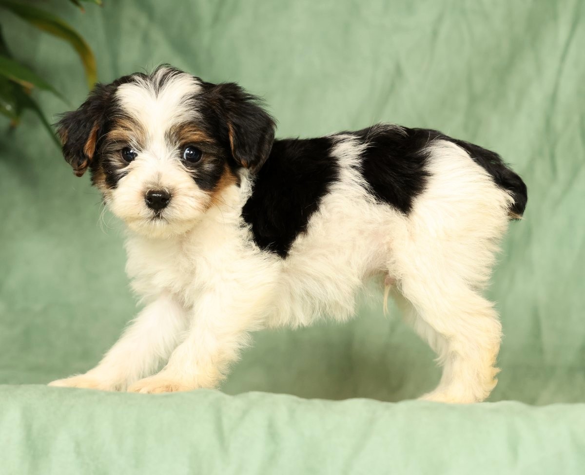 Rex - Image 9