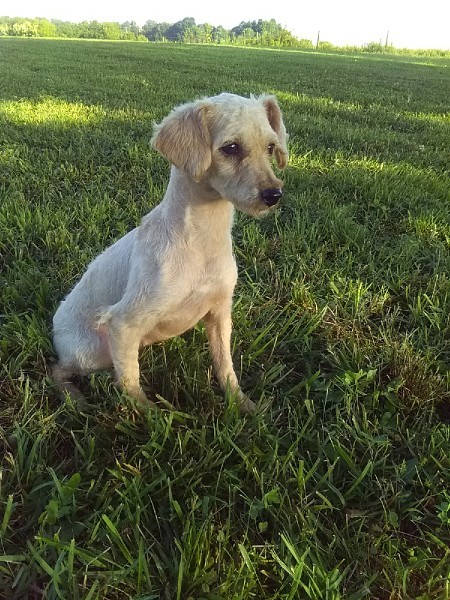 ZZ-Dam-Sadie Mini Poodle 10#