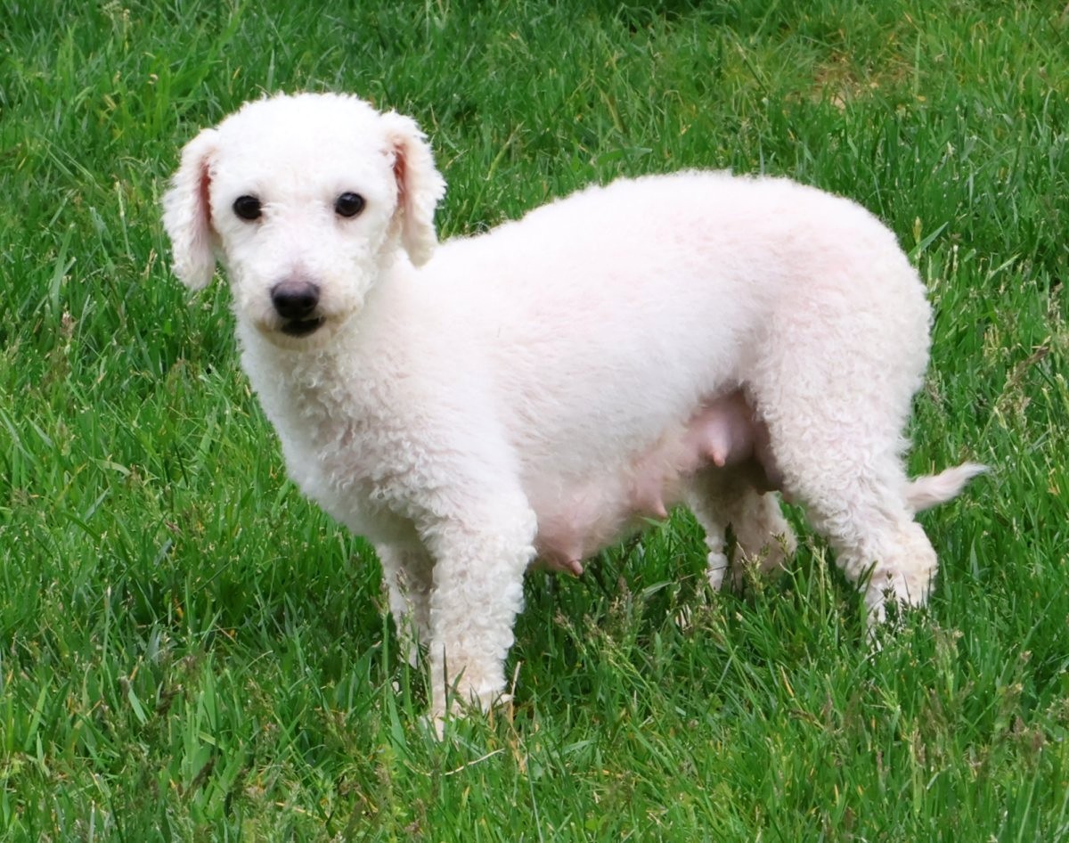 ZZ-Dam-Star-Bichon